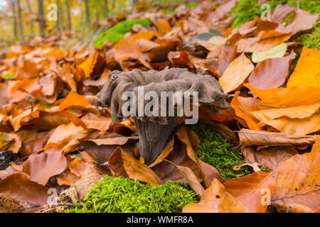 Corno dell'abbondanza, (Craterellus cornucopioides), Meclenburgo-Pomerania Occidentale, Germania Foto Stock