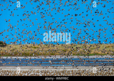 European golden plover, (Pluvialis apricaria), Mar Baltico, Fehmarn, Germania Foto Stock