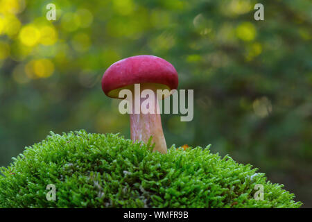 Il granchio brittlegill, (Russula xerampelina), gamberetti funghi, Meclenburgo-Pomerania Occidentale, Germania Foto Stock