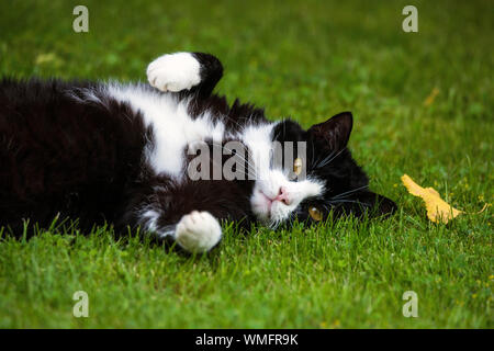 Il gatto domestico, bianco e nero, sul prato Foto Stock