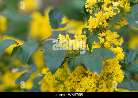 Mahonia aquifolium, Renania settentrionale-Vestfalia, Germania, Europa (Berberis aquifolium) Foto Stock