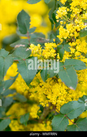 Mahonia aquifolium, Renania settentrionale-Vestfalia, Germania, Europa (Berberis aquifolium) Foto Stock