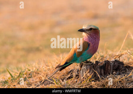 Gabelracke, Moremi Game Reserve, Okavango Delta, Botswana, Afrika (Coracias caudatus) Foto Stock