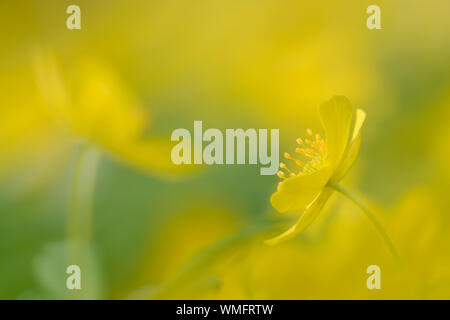 Anemone giallo, Sassonia-Anhalt, Germania (Anemone ranunculoides) Foto Stock