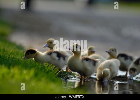 Domestico anatra muta, anatroccoli a pozza, (Cairina moschata forma domestica) Foto Stock