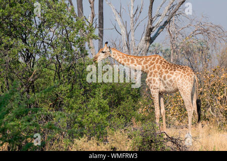 La giraffa, Moremi Game Reserve, Botswana, Afrika (Giraffa camelopardalis) Foto Stock