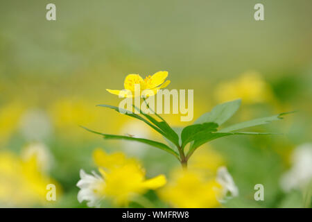 Anemone giallo, Sassonia-Anhalt, Germania (Anemone ranunculoides) Foto Stock