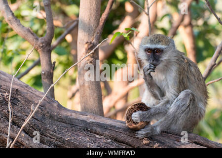 Gruenmeerkatze, Moremi Game Reserve, Okavango Delta, Botswana, Afrika (Cercopithecus aethiops) Foto Stock