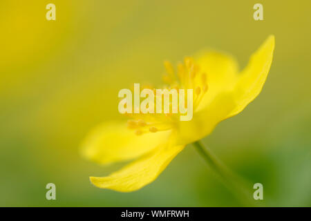 Anemone giallo, Sassonia-Anhalt, Germania (Anemone ranunculoides) Foto Stock