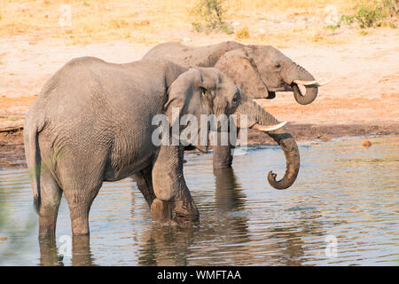 Elefante africano Elefante Sands Lodge, Botswana, Africa (Loxodonta africana) Foto Stock