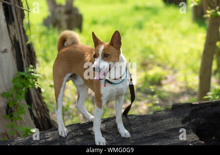 Basenji cane in piedi su un albero bruciato log in stagione primavera Foto Stock