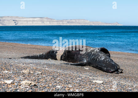 Dead southern right whale vitello, Eubalaena australis, appoggiato sulla sabbia, Golfo Nuevo, Penisola di Valdes, Argentina. Foto Stock