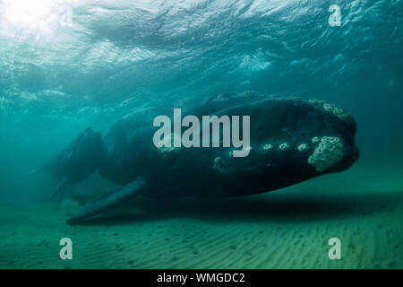 Southern Right whale, Eubalaena australis e il suo vitello in poco profonde acque protette del Golfo Nuevo, Penisola di Valdes, Argentina. Foto Stock