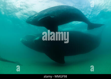 Southern Right whale, Eubalaena australis e il suo vitello nuoto intorno alla carcassa di una balena morta di vitello, Golfo Nuevo, Penisola di Valdes, Argentina. Foto Stock