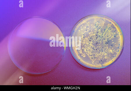 Aprire la piastra di agar con colonie batteriche per il vettore plasmidico di clonaggio scuro su sfondo al neon Foto Stock