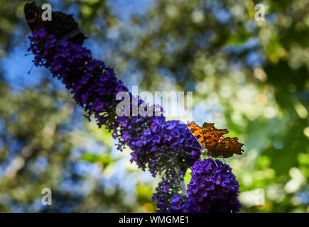 In un caldo agosto mattina una virgola butterfly feed di una piena fioritura Buddleia. Nidderdale a 900m. Foto Stock