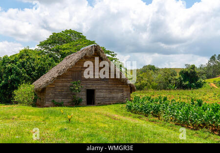 Capannone di tabacco o tabacco fienile di essiccazione delle foglie di tabacco a Cuba, Pinar del Rio provincia Foto Stock