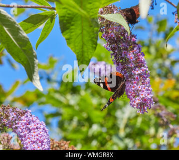 In un caldo agosto mattina, un rosso Admiral butterfly alimenta sulla piena fioritura Buddleia. Una farfalla pavone guarda a. Nidderdale a 900m. 26/08/19 Foto Stock