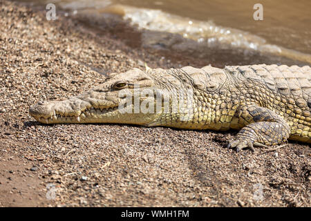 Grande coccodrillo del Nilo Crocodylus niloticus, più grande di acqua fresca coccodrillo in Africa in appoggio sulla sabbia a fior d'acqua cade, Etiopia, Africa wildlife Foto Stock