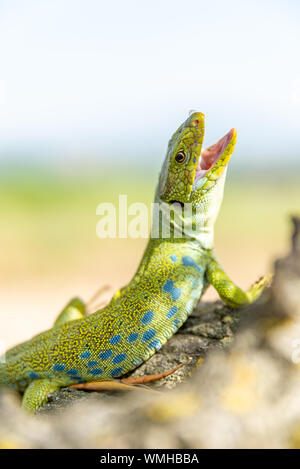 Jeweled Lizard in Spagna. Foto Stock