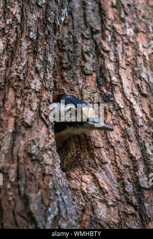 Picchio rosso maggiore nella foresta colserolla nei pressi di Barcellona, Spagna. Foto Stock