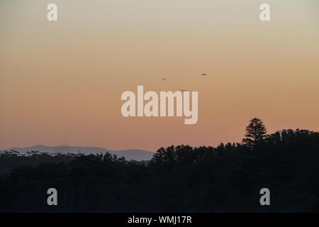 Cielo rosa e arancione al Tramonto, uccelli che volano, Australia costiera Foto Stock