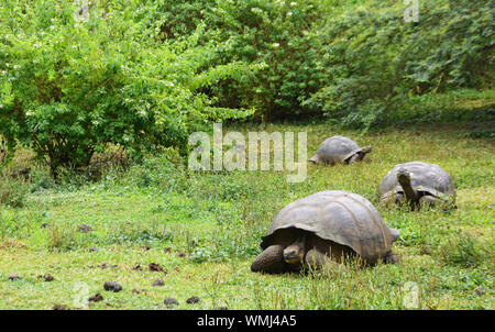 Un gruppo di giganti tartarughe Galapagos si stanno facendo strada al foro di irrigazione nelle Highlands di Santa Cruz Island Foto Stock