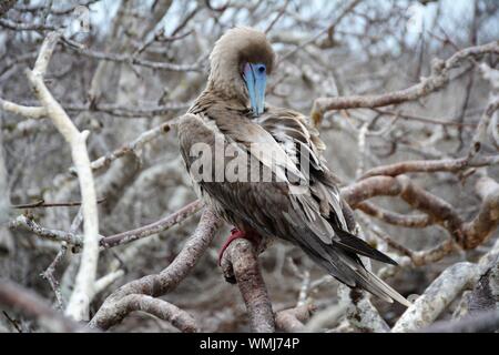Un Rosso Footed Booby preening sull isola Genovesa nelle Galapagos Foto Stock