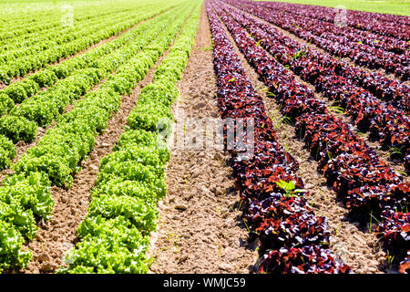 Righe di verde e rosso e foglie di quercia le lattughe coltivate in campo aperto sotto un sole splendente nei sobborghi di Parigi, Francia. Foto Stock