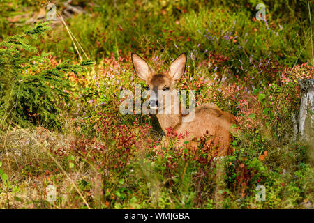 Il Capriolo è in appoggio/nascosti nella foresta. Foto Stock