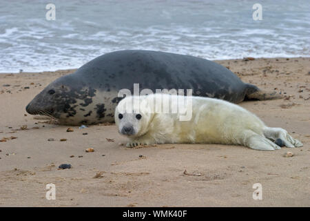 Guarnizione grigio (Halichoerus grypus) Foto Stock