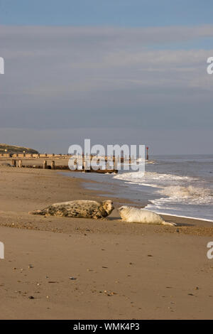 Guarnizione grigio (Halichoerus grypus) Foto Stock