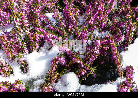 Erica carnea nella neve Foto Stock