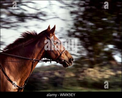 Colpo di closeup selettivo di un cavallo bruno con una virata sullo sfondo sfocato degli alberi Foto Stock