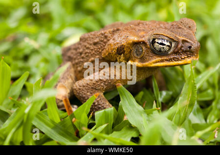 La canna da zucchero toad nell'erba. Dauin, Filippine Foto Stock