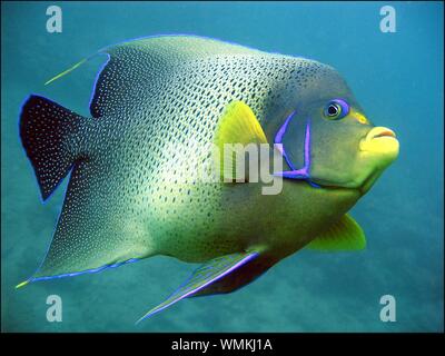 Colpo di primo piano selettivo di un corallo gigante verde e giallo pesce della barriera corallina Foto Stock