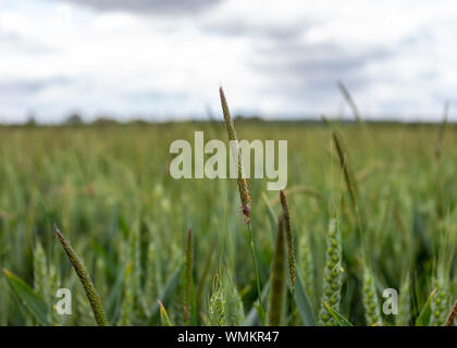 Blackgrass REGNO UNITO Foto Stock