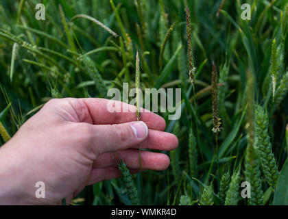 Mano azienda blackgrass REGNO UNITO Foto Stock