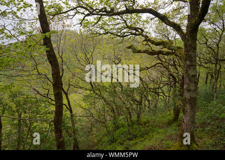 Ponte del diavolo scende, il Galles. Un ben noto attrazione turistica vicino a Aberystwyth in Galles centrale. Foto Stock