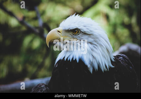 Nulla dice America del tutto simile a questo. Foto Stock