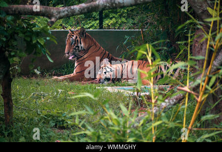 Due Royal le tigri del Bengala in appoggio sotto agli alberi Foto Stock