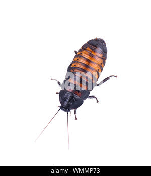 Madagascar scarafaggio sibilante isolati su sfondo bianco. Foto Stock