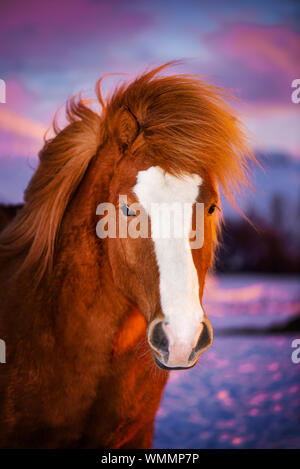 Bella rossa a cavallo con lunga criniera. Ritratto di un cavallo islandese su uno sfondo di tramonto. Foto Stock