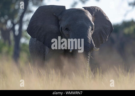 Immagine a livello di massa di un elefante cercando nella nostra direzione Foto Stock