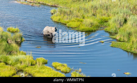 Vista aerea di un elefante a camminare in un fiume Foto Stock