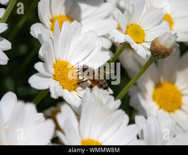 Bee di mangiare e di lavorare per la primavera tempo sul fiore Foto Stock