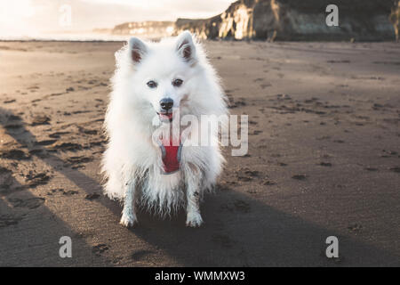 Carino piccolo cane soffici seduto sulla spiaggia di sabbia nera Foto Stock