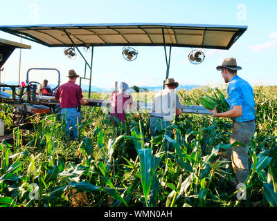 Raccolta del mais, Dayton, Shenandoah Valley, Virginia, Stati Uniti d'America Foto Stock