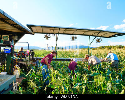 Raccolta del mais, Dayton, Shenandoah Valley, Virginia, Stati Uniti d'America Foto Stock