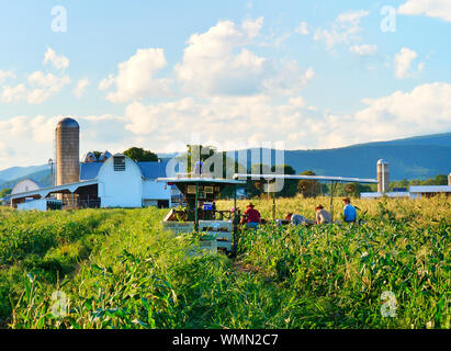 Raccolta del mais, Dayton, Shenandoah Valley, Virginia, Stati Uniti d'America Foto Stock